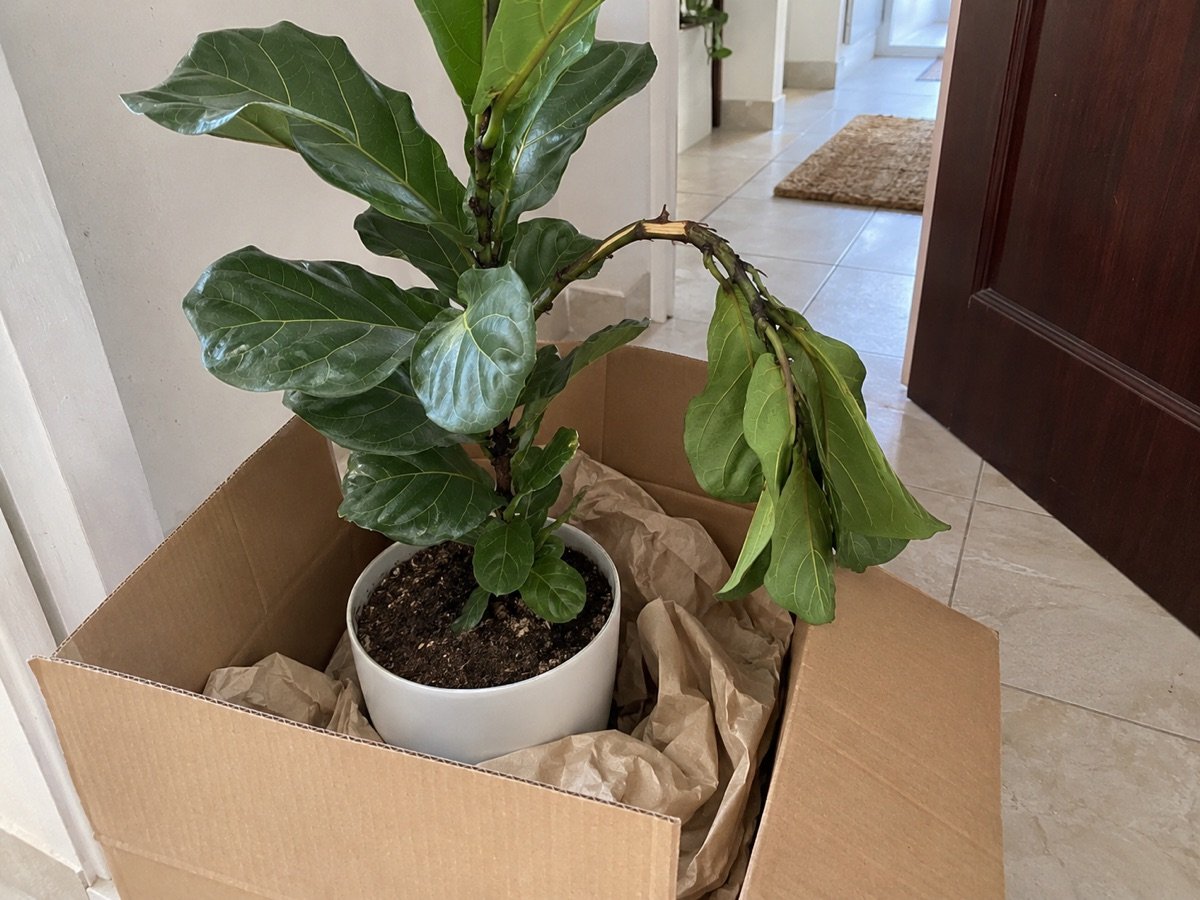 Photo envoyée par la cliente : un ficus lyrata dans son carton, une branche cassée